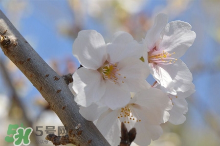 植樹節(jié)可以種什么花？植樹節(jié)種什么花好？