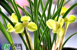 蘭花怎么養(yǎng)？蘭花怎么種？