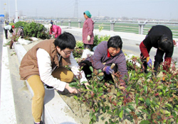 植樹節(jié)可以種什么植物？植樹節(jié)種什么植物好？