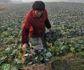 春天能種油菜嗎？油菜春天什么時候種植？