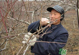 春天桃樹能剪枝嗎？桃樹春季什么時(shí)間剪枝？