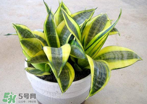 春天種什么植物？春天適合種什么植物？