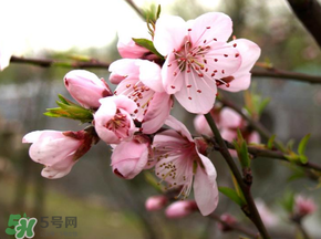 四月份還有桃花嗎？桃花幾月份開？