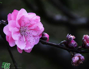 四月份還有桃花嗎？桃花幾月份開？