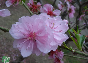 四月份還有桃花嗎？桃花幾月份開？