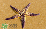 海星怎么吃？海星能吃嗎？