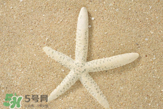 海星怎么吃？海星能吃嗎？