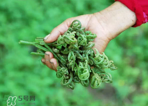 糖尿病能吃蕨菜嗎？糖尿病可以吃蕨菜嗎？