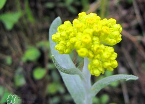 清明菜開花了能不能吃？清明菜怎么吃？