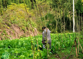 清明節(jié)種什么菜？清明節(jié)前后種什么菜？