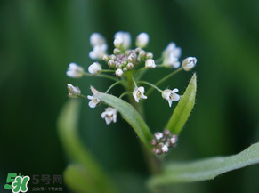 薺菜什么時候開花？薺菜花什么時候采？