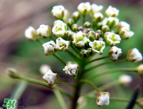 薺菜什么時候開花？薺菜花什么時候采？