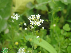 薺菜花可以泡茶嗎？薺菜花泡茶喝有什么功效？