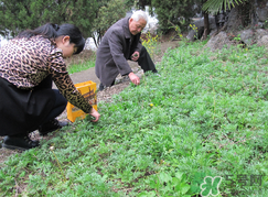 蒿子怎么保存？蒿子能放速凍保存嗎？