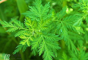 青蒿是什么植物？青蒿是種子植物還是裸子植物？