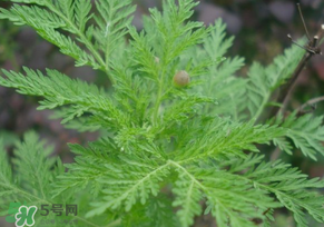 青蒿是什么植物？青蒿是種子植物還是裸子植物？