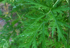 青蒿是什么植物？青蒿是種子植物還是裸子植物？