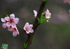 清明節(jié)還有桃花嗎？清明節(jié)去哪里看桃花？