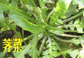 薺菜和狗肉能一起吃嗎？狗肉跟薺菜可以同食嗎？