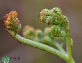 吃蕨菜會過敏嗎？皮膚過敏能吃蕨菜嗎？