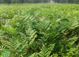 蕨菜可以種植嗎？蕨菜怎么種植？