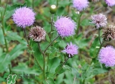 刺兒菜的營養(yǎng)價(jià)值_刺兒菜的功效與作用及食用方法