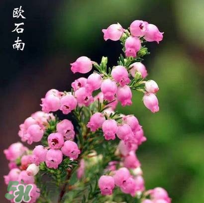 石楠花可以吃嗎？石楠花花語(yǔ)