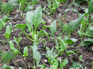 4月份可以種菠菜嗎？菠菜幾月份種？