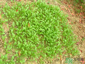 4月份可以種菠菜嗎？菠菜幾月份種？