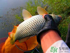 四月份可以釣鯉魚嗎？四月份怎么釣鯉魚？