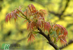 香椿多少錢一斤？香椿芽多少錢一斤2017？