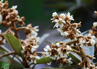 枇杷花孕婦能喝嗎？枇杷花孕婦可以喝嗎？