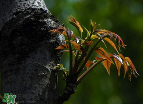 香椿芽可以冷凍嗎？香椿芽怎么冷凍？