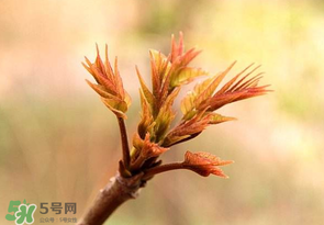 香椿芽可以冷凍嗎？香椿芽怎么冷凍？