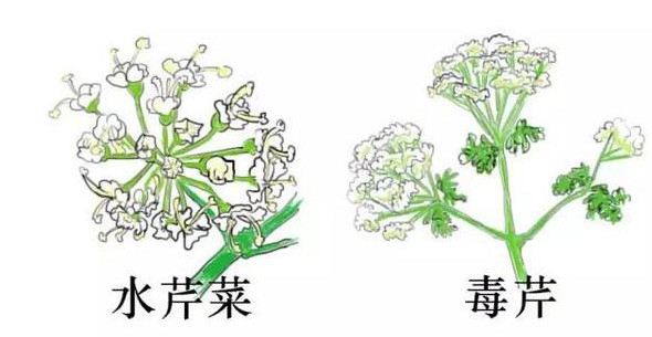 水芹菜有毒嗎？水芹菜有沒有毒