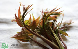 香椿怎么洗？香椿芽怎么洗干凈？