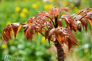 香椿紅的好還是綠的好？香椿紅色好還是綠色好？