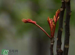 香椿有幾種？香椿哪種好？