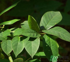 白花菜有什么功效？白花菜的功效是什么？