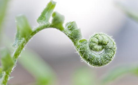 蕨菜到底能不能吃？山上的蕨菜能不能吃