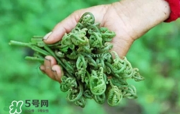 蕨菜價(jià)格 新鮮野蕨菜價(jià)格