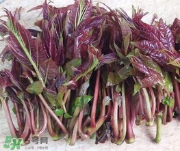 香椿芽怎么吃？新鮮香椿芽怎么吃