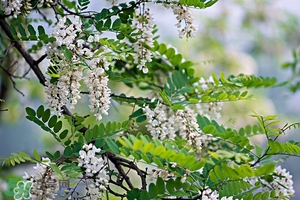 刺槐花幾月開？刺槐花什么時候開