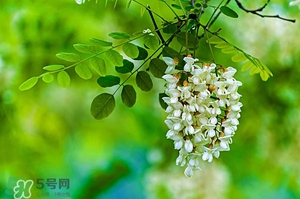 刺槐花幾月開？刺槐花什么時候開