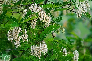 刺槐花幾月開？刺槐花什么時候開