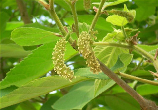 蒸構(gòu)樹(shù)花兒孕婦可以吃嗎？孕婦可以吃蒸構(gòu)樹(shù)花兒?jiǎn)幔?><p><strong>蒸構(gòu)樹(shù)花兒孕婦可以吃嗎？孕婦可以吃蒸構(gòu)樹(shù)花兒?jiǎn)幔?/strong></p></a></li> <li><a href=