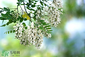 刺槐花幾月開？刺槐花什么時候開