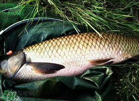 4月份可以釣草魚嗎？4月份如何釣草魚？