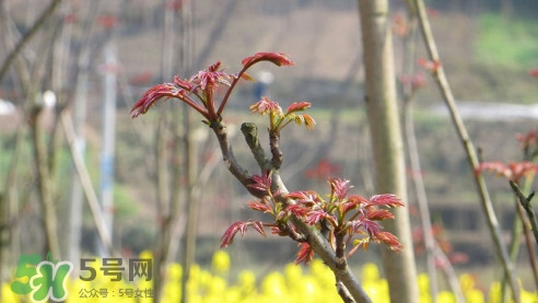 香椿葉能吃嗎？香椿葉孕婦能吃嗎？