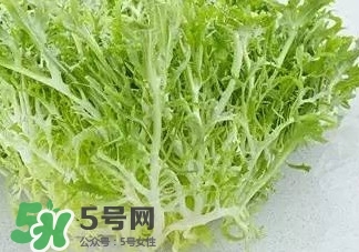 苦菊能和羊肉一起吃嗎？苦菊可以和羊肉一起吃嗎